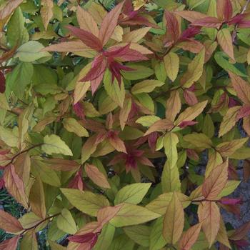 Spiraea japonica - Spiraea 'Magic Carpet'
