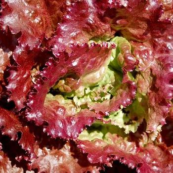 Red Sails Lettuce