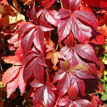 Parthenocissus quinquefolia - Virginia Creeper