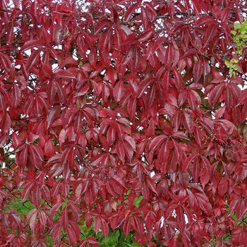 Parthenocissus quinquefolia 'Engelmannii' - Engelman Ivy