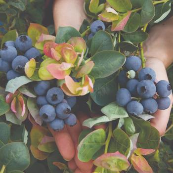 Vaccinium - Blueberry 'Bushel and Berry Peach Sorbet'