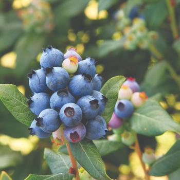 Vaccinium - Blueberry 'Bushel and Berry Perpetua'