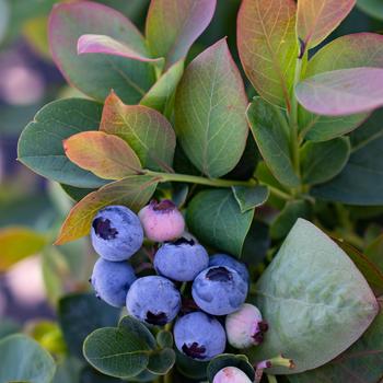 Vaccinium - Blueberry 'Bushel and Berry Silver Dollar'