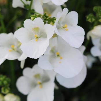Diascia barberae (Twinspur) - Diascia 'Snow Drift'
