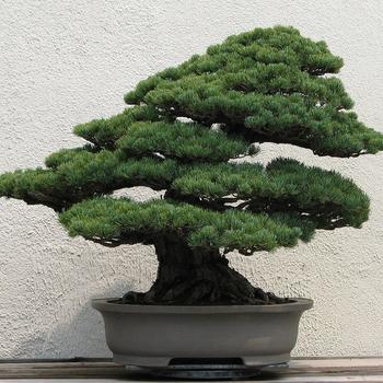 Miniature Evergreens - Bonsai Trees