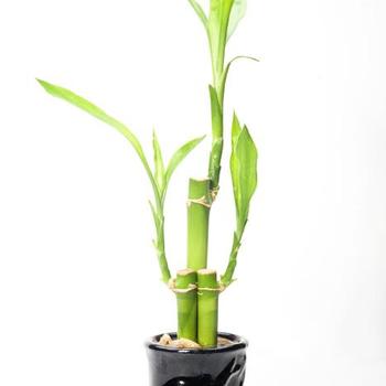 Dracaena Sanderiana - Lucky Bamboo