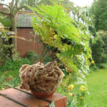 Davallia fejeensis - Rabbits Foot Fern