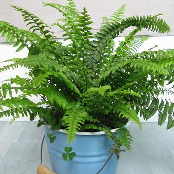 Nephrolepis exaltata - Fern 'Boston'