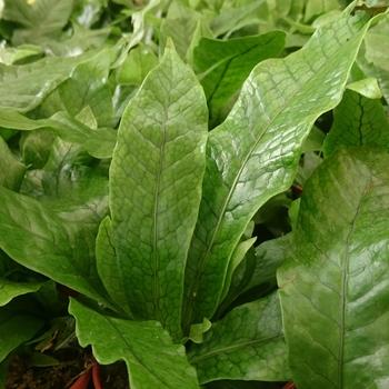 Microsorium musifolium - Fern 'Crocodile'