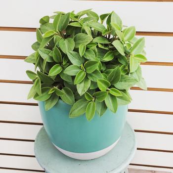 Peperomia - Peperomia 'Pixie'