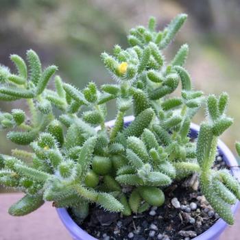 Delosperma echinatum - Pickle Plant