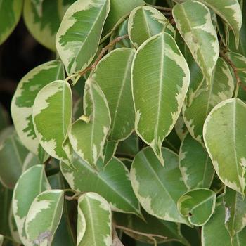 Ficus benjamina - Weeping Fig