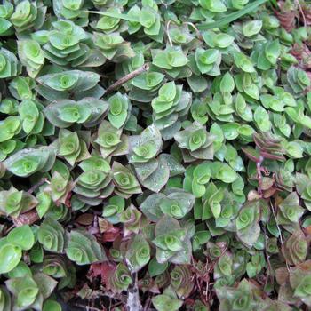 Callisa repens - Bolivian Turtle Vine