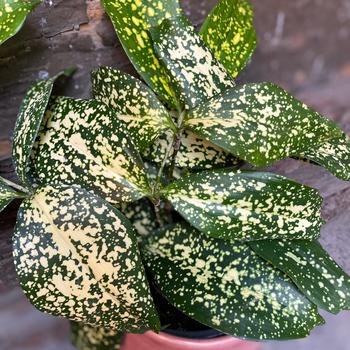Dracaena surculosa - Dracaena 'Florida Beauty'
