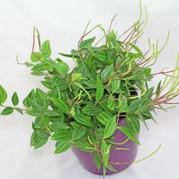 Peperomia quadrangularis - Peperomia 'Beetle'