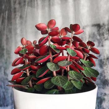 Peperomia verticillata - Peperomia 'Red Long'