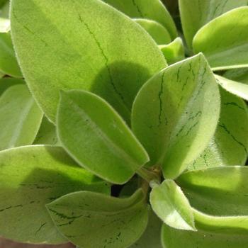 Peperomia orba - Peperomia 'Astrid'