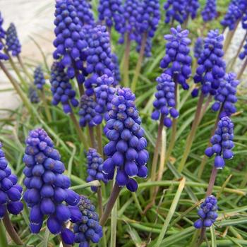 Muscari armeniacum - Grape Hyacinth