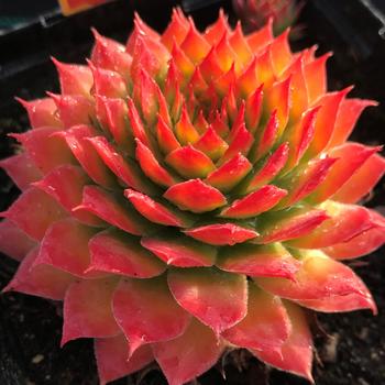 Sempervivum - Hens and Chicks 'Chick Charms® Gold Nugget'