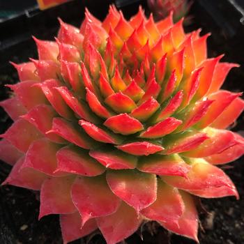 Sempervivum 'Gold Nugget' - Chick Charms® Gold Nugget Hens & Chicks