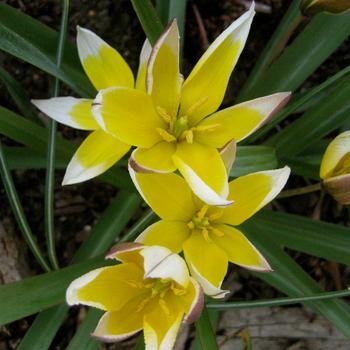 tulipa dasystemon tarda - Botanical Tulip