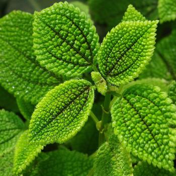 Pilea mollis - Pilea 'Moon Valley'