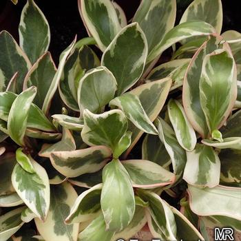 Peperomia clusiifolia - Peperomia 'Variegata' 
