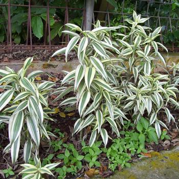 Dracaena sanderiana - Ribbon Plant