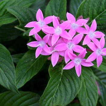 Pentas lanceolata - Star Flower