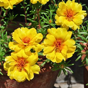 Portulaca grandiflora 'Sundial Gold' - Moss Rose