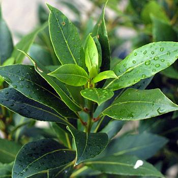 Laurus nobilis - Bay Leaf