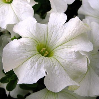 Petunia hybrida - Petunia 'Dreams White'