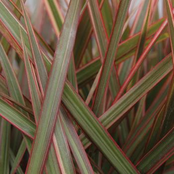 Dracaena marginata - Madagascar Dragon Tree 'Magenta'