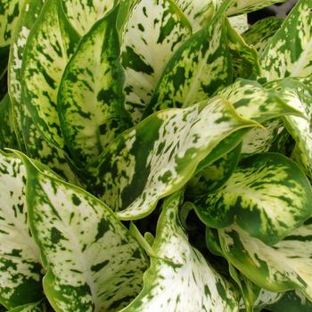 Dieffenbachia - Dieffenbachia 'Multiple Varieties'