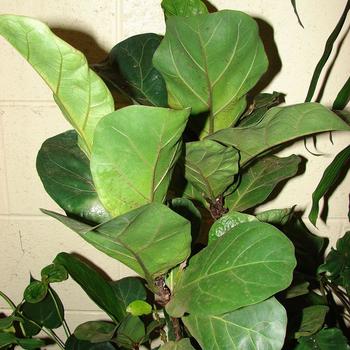 Ficus lyrata - Fiddle Leaf Fig