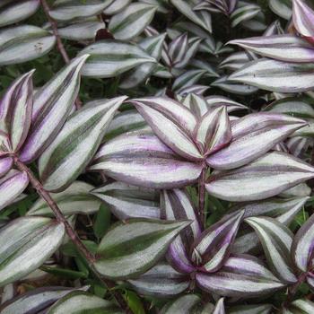 Tradescantia zebrinus - Wandering Dude 'Purple'