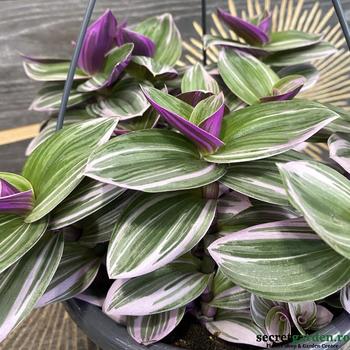 Tradescantia albiflora - Wandering Dude 'Nanouk'