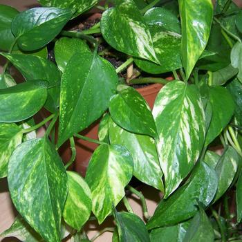 Epipremnum aureum - Pothos 'Multiple Varieties'