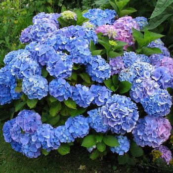 Hydrangea - Hydrangea 'Florist Varieties'