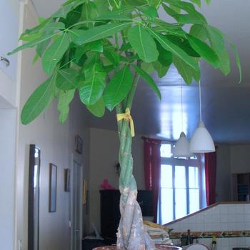 Pachira aquatica - Money Tree