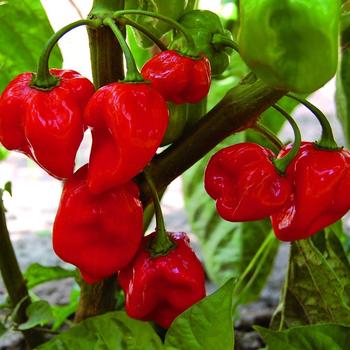 Capsicum annuum 'Gypsy' - Gypsy Pepper