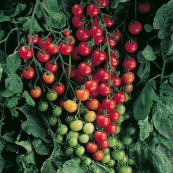 Solanum Lycopersicum 'Super Sweet 100' - Cherry Tomato