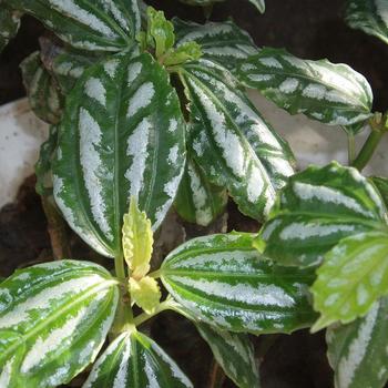 Pilea cadierei - Pilea 'Aluminum'
