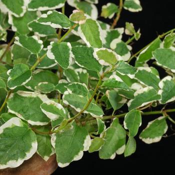 Ficus pumila variegata - Creeping Ficus