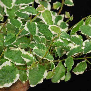 ficus pumila variegata - Creeping Ficus