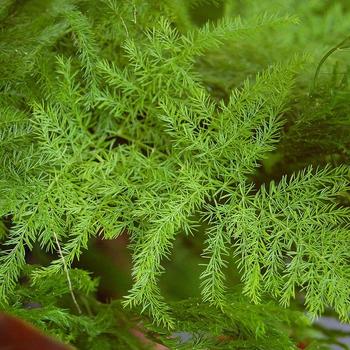 Asparagus setaceus - Fern 'Plumosa'