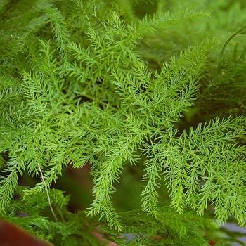 Asparagus setaceus - Plumosa Fern