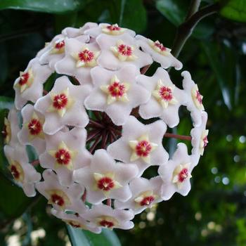 Hoya carnosa (Wax Plant) - Hoya 'Multiple Varieties'