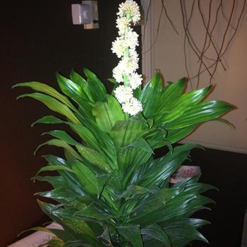 Dracaena fragrans - Dracaena 'Janet Craig'