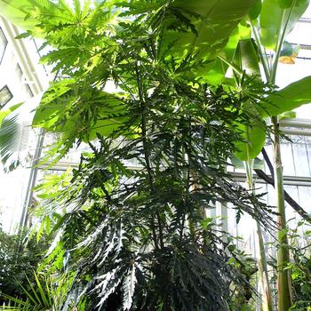Plerandra elegantissima - False Aralia